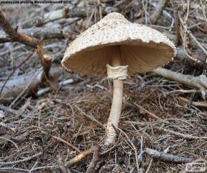 Puzle Macrolepiota procera