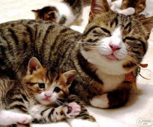 Puzle Mamãe gato com seu gato bebê