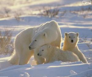 Puzle Mamãe ursa com filhotes