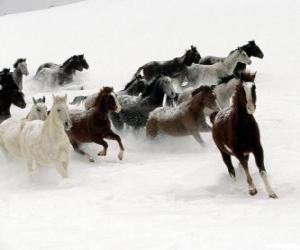 Puzle Manada de cavalos correndo na neve