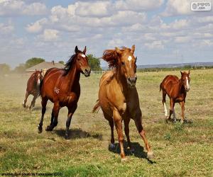 Puzle Manada de cavalos