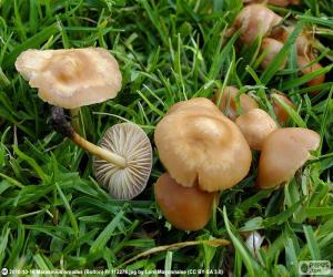 Puzle Marasmius oreades