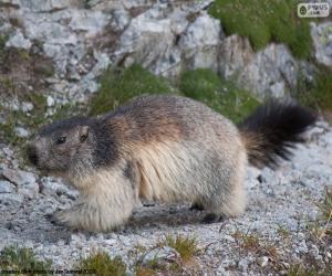 Puzle Marmota alpina