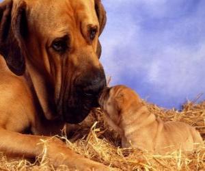 Puzle Mastiff, com seu cachorro