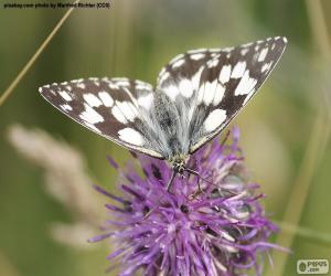 Puzle Melanargia galathea borboleta