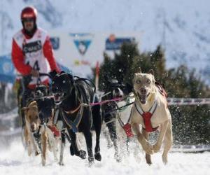 Puzle Mushing