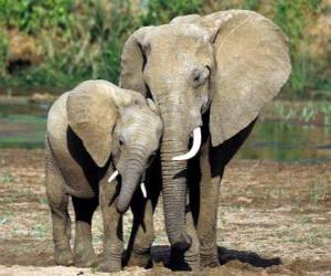 Puzle Mãe controlando o pequeno elefante, com a ajuda da sua tromba