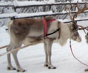 Puzle Natal renas puxando um trenó