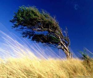 Puzle O forte vento atinge uma árvore