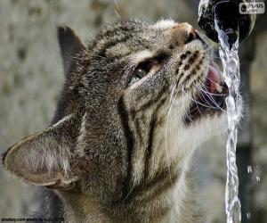 Puzle O gato bebe água