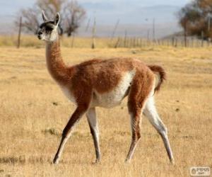 Puzle O guanaco