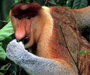 Puzle O Macaco-narigudo (Nasalis larvatus) é um macaco da família dos cercopitecídeos, endêmico de Bornéu.