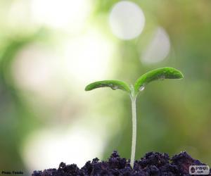 Puzle O nascimento de uma planta