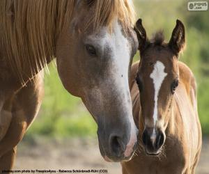 Quebra-cabeças de Cavalos online em COQUINHOS