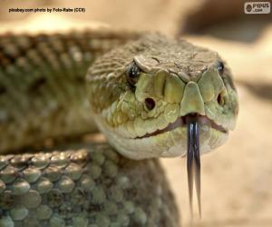 Puzle O rosto de uma cobra