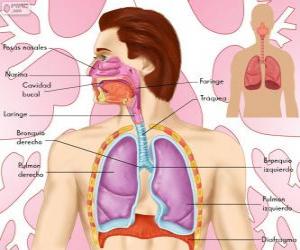 Puzle O sistema respiratório (espanhol)