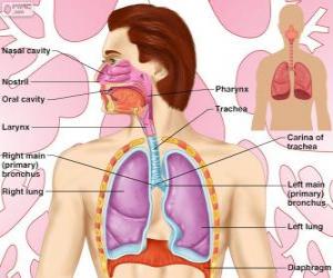 Puzle O sistema respiratório (inglês)