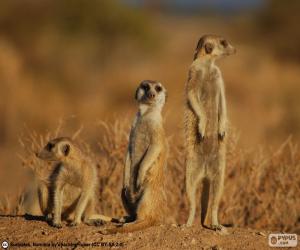 Puzle O suricata,  suricato ou suricate