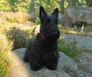 Puzle O Terrier escocês, é um terrier pequeno mas resistente