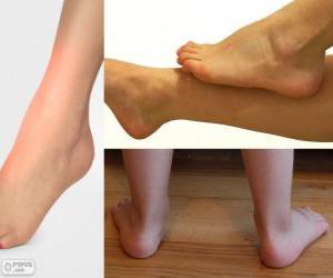 Puzle O tornozelo, tibio-társica à articulação entre a perna e o pé