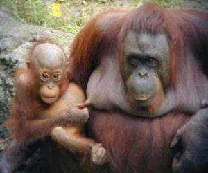 Puzle orangotango com seu bebê
