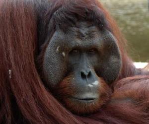 Puzle Orangotango de Bornéu