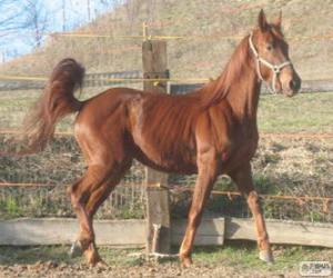 Puzle Originário da Itália Ventasso cavalo