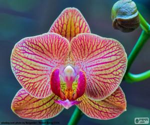 Puzle Orquídea Phalaenopsis