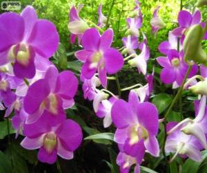 Puzle Orquídeas lilás