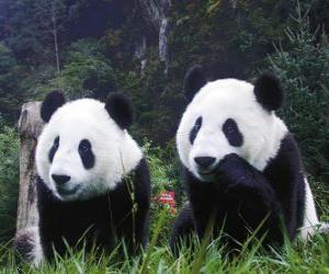 Puzle Os pandas gigantes