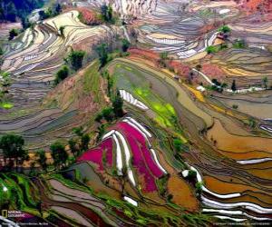 Puzle Os terraços de Yunnan, China