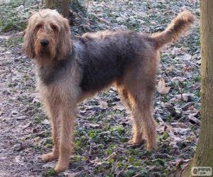 Puzle Otterhound