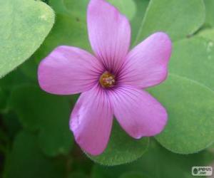 Puzle Oxalis rosa