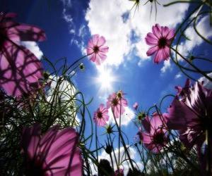 Puzle Paisagem com flores