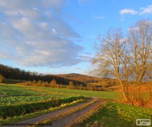 Puzle Paisagem de campo