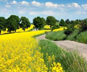 Puzle Paisagem de campos de canola no Brasil