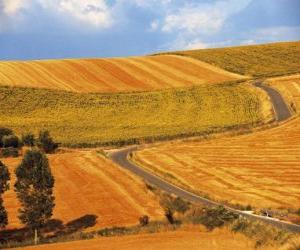 Puzle Paisagem de campos ondulantes