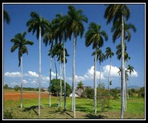 Puzle Palmeiras