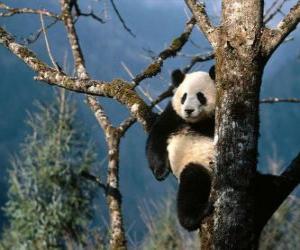 Puzle Panda na árvore