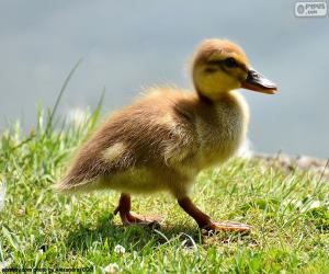 Puzle Patinhode de Pato-real