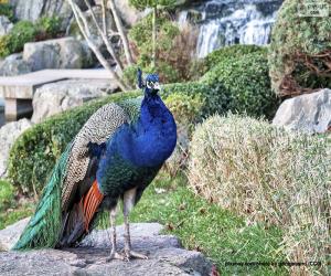 Puzle Pavão-de-peito-azul