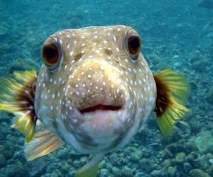 Puzle Peixe-balão ou fugu