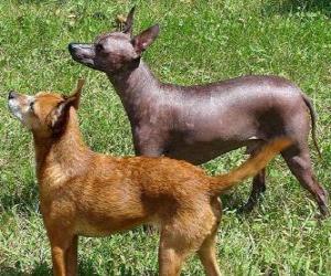 Puzle Pelado mexicano ou Xoloitzcuintle raça quase sem pêlos do México, mas há de cabelo