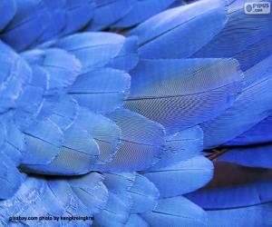 Puzle Penas de arara azul