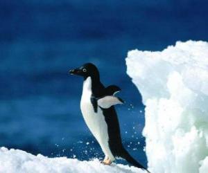 Puzle Penguin sobre a neve na Antártica ou Antártida