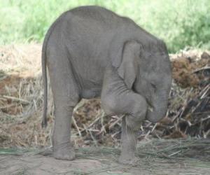 Puzle Pequeno elefante