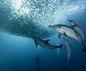 Puzle pesca de sardinha do golfinho