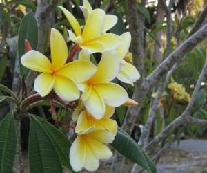 Puzle Plumeria amarelo