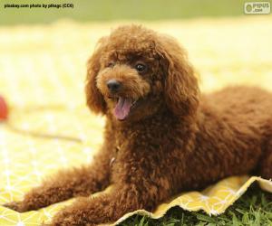 Puzle Poodle marrom