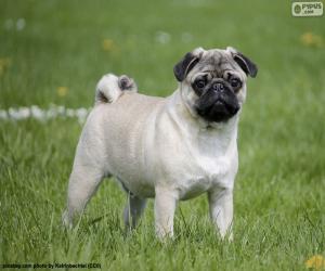 Puzle Pug